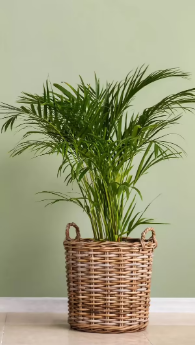 Cellphones ring in death knell for plants: Study