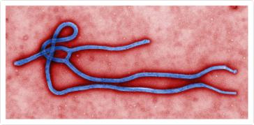 Ebola disease