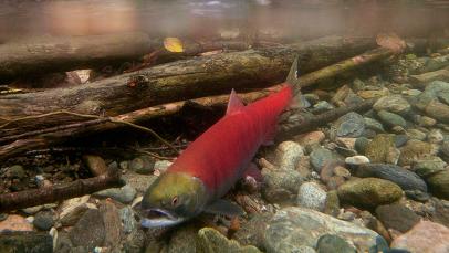 Alaskan fisheries allegedly endangering Skeena sockeye