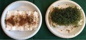 Microwave radiation from wireless devices harms plants