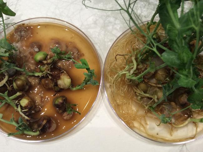 Root growth was also inhibited with microwave exposure (plants on left)