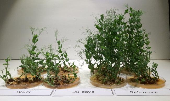 Shoot growth inhibited with microwave exposure