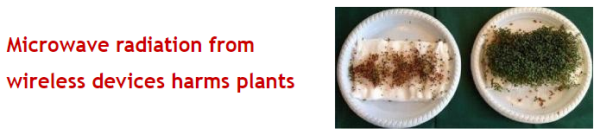 Microwave radiation from wireless devices harms plants