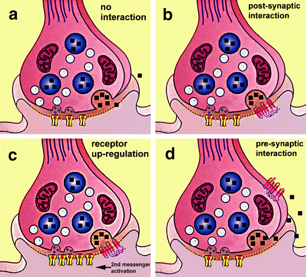 Neuropeptides as synaptic transmitters