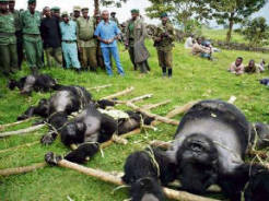 CELL PHONES ENDANGERING GREAT APES